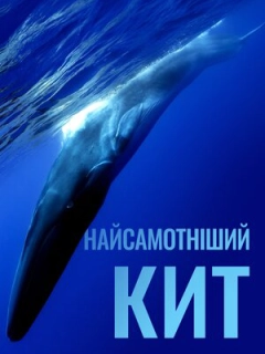 Найсамотніший кит